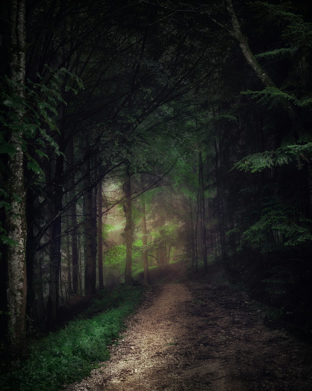 serene path in forest